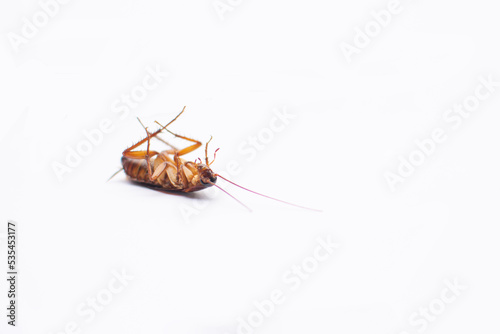 Closed image of a dead cockroach still lying on a isolated back on a white background. © possawee