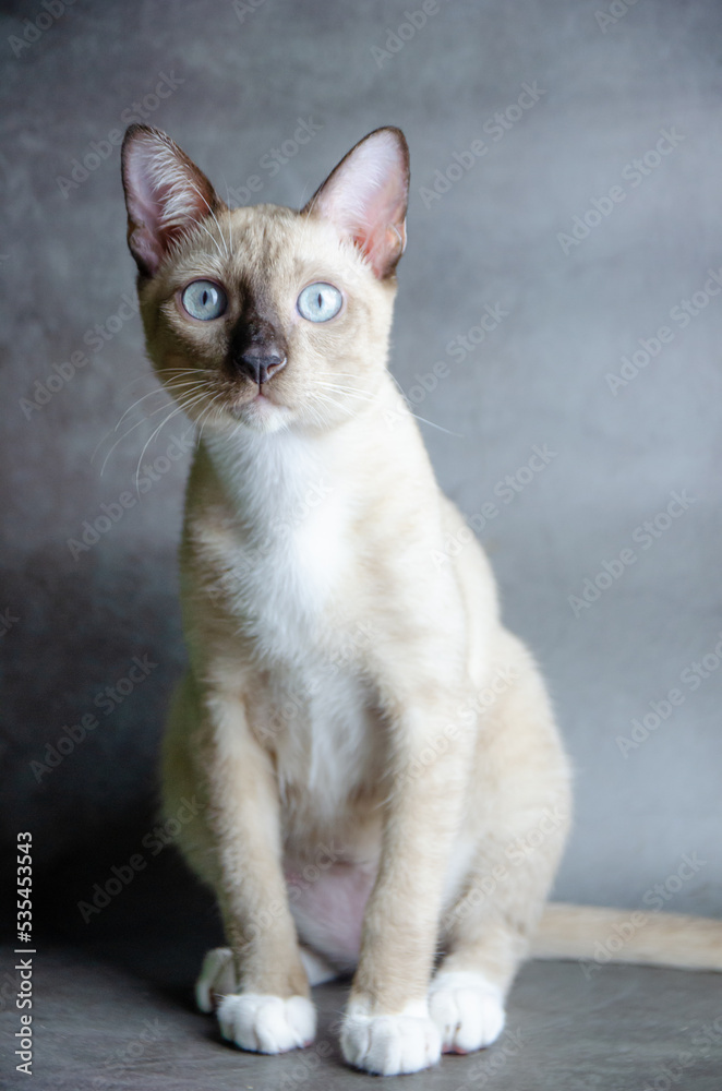 portrait of siamese cat on grey background, selective focus portrait of siamese cat on grey background, selective focus