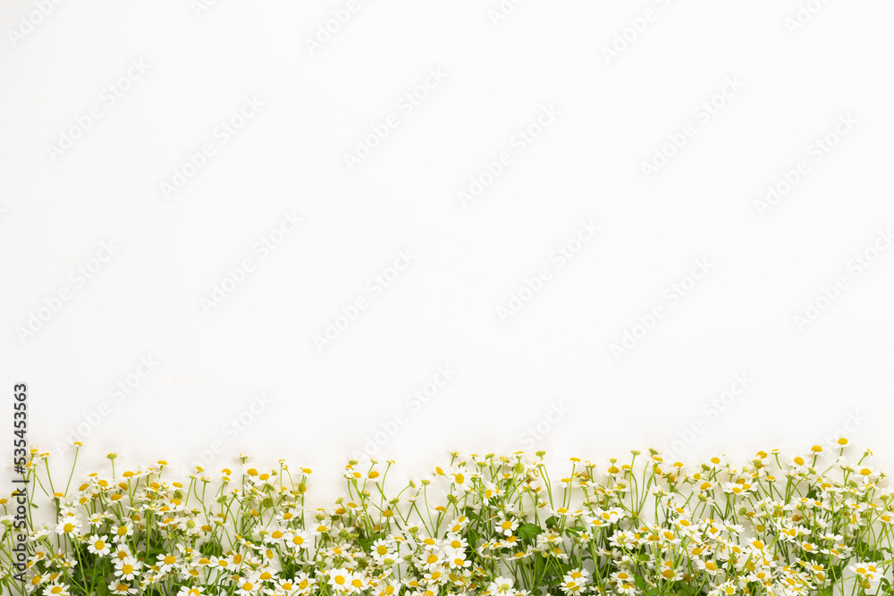 Fototapeta premium Chamomile flowers floral framee. Flat lay, top view.