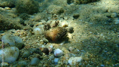 Bearded ark shell or bearded ark  Barbatia barbata  undersea  Aegean Sea  Greece  Halkidiki 