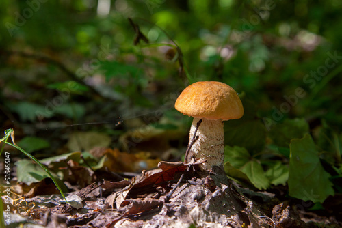 Single red boletus mushroom in the wild. Red boletus mushroom grows on the forest floor at autumn season..