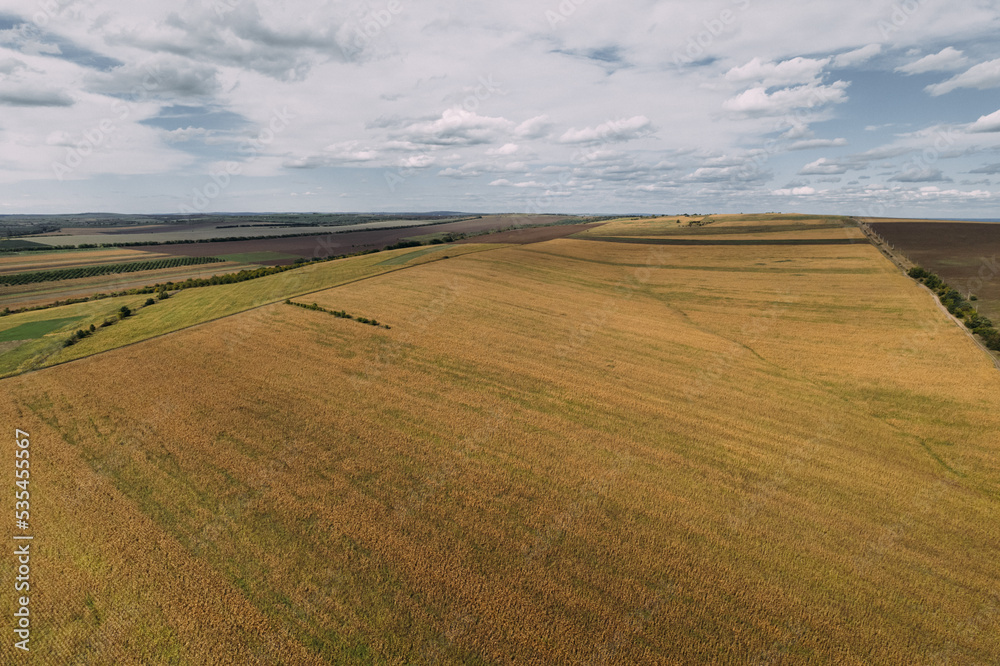 Aerial top view of the black soil autumn fields with yellow grass planted in a rows. Drone shot of an autumn rural agriculture fields with harvest.