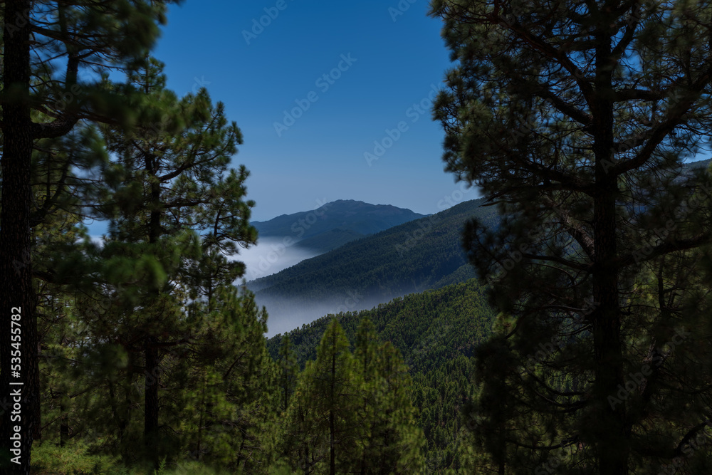Shy sea of clouds over the pine tree forest and mountain, long exposure