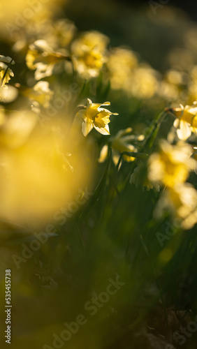 Atardecer entre flores