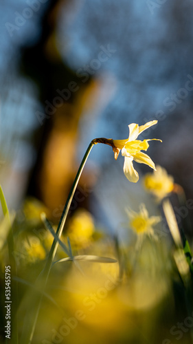 Atardecer entre flores