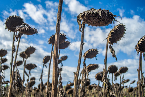 field of withered sunflowers on a sunny day. flowers of withered sunflowers. brown, dry sunflowers left in the field