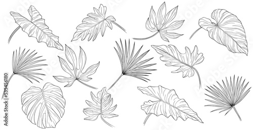 Tropical leaves isolated on white. Hand drawn png illustration.