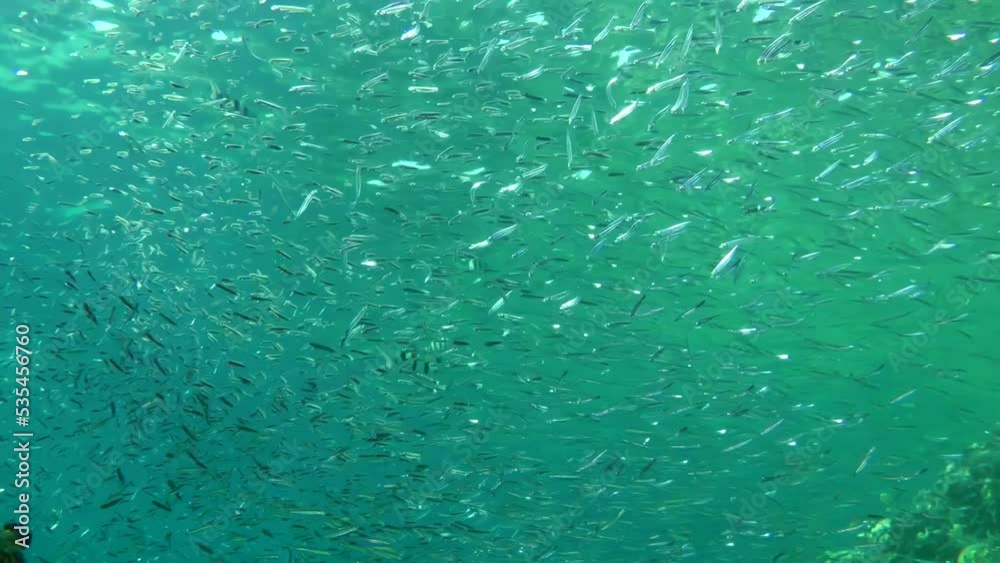 Several Sergeant major fish are dissecting a large cluster of small fish Hardyhead Silverside (Atherinomorus lacunosus). Several Sergeant major fish are dissecting a large cluster of small fish Hardyhead Silverside (Atherinomorus lacunosus).