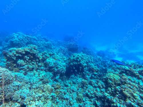 Underwater life of reef with corals and tropical fish. Coral Reef at the Red Sea  Egypt.