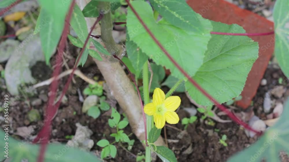 Melon plant flowers that live in the tropical nature of Indonesia Melon plant flowers that live in the tropical nature of Indonesia