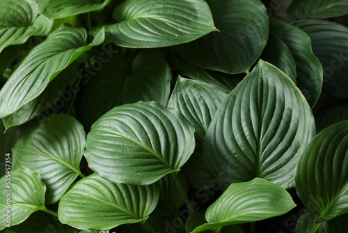 Beautiful hosta plantaginea with green leaves in garden