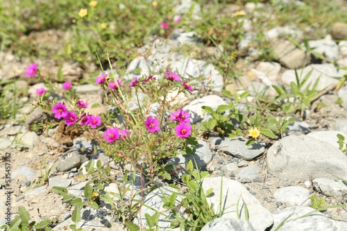 Many wild flowers growing around stones outdoors