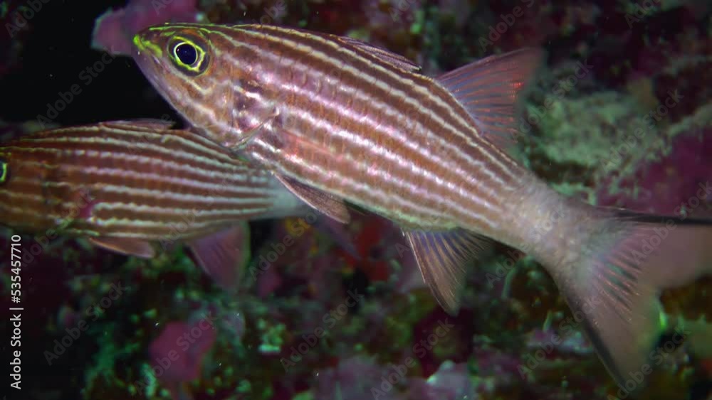 Red Sea fish: Two Tiger cardinal or Dogtooth cardinalfish (Cheilodipterus arabicus) in the reef crevices, close-up. Red Sea fish: Two Tiger cardinal or Dogtooth cardinalfish (Cheilodipterus arabicus) in the reef crevices, close-up.