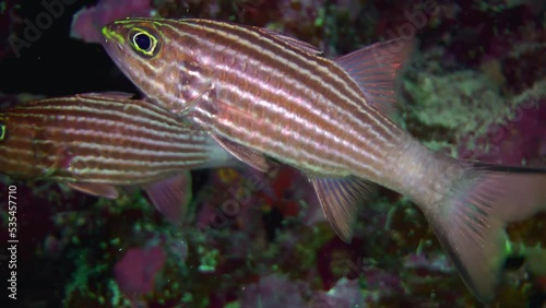 Red Sea fish: Two Tiger cardinal or Dogtooth cardinalfish (Cheilodipterus arabicus) in the reef crevices, close-up. photo