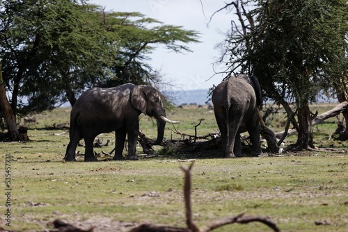 Photography Pair of elephants eating a tree in Amboseli National Park, Kenya