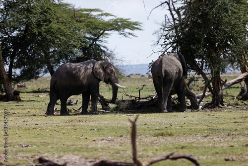Photography Pair of elephants eating a tree in Amboseli National Park, Kenya