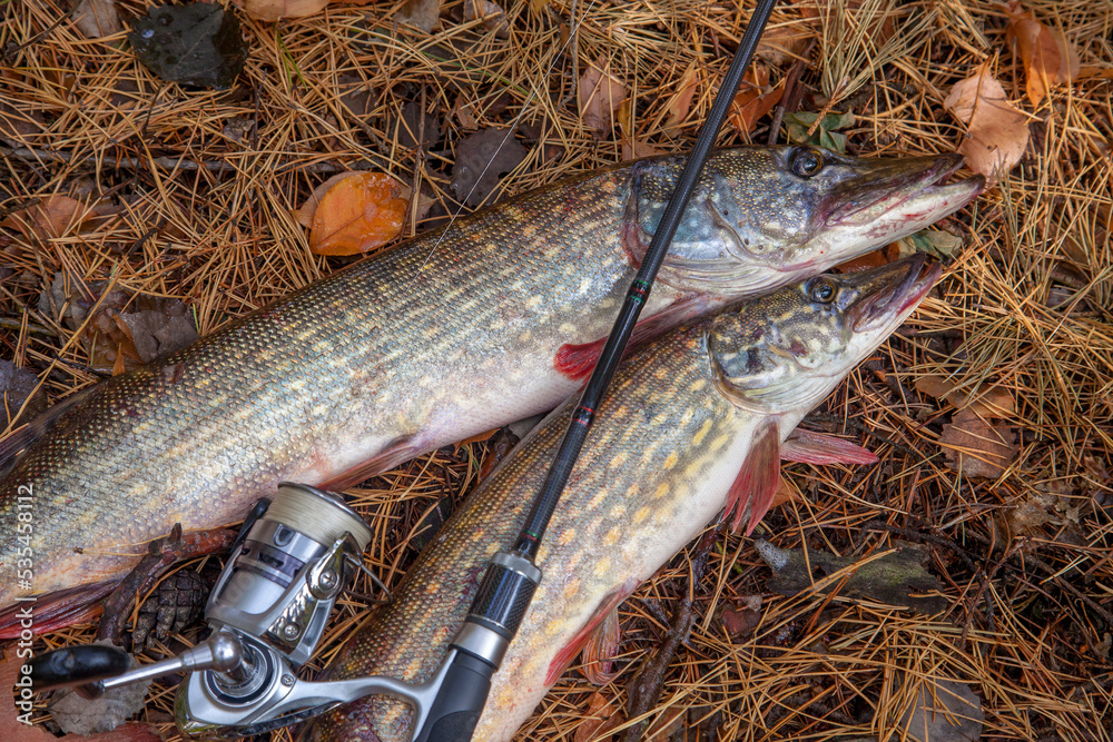 Freshwater pike fish. Two freshwater pike fish and fishing rod with reel on yellow leaves at autumn time.. Freshwater pike fish. Two freshwater pike fish and fishing rod with reel on yellow leaves at autumn time..