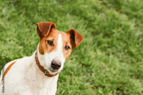 Smooth fox terrier sitting in a grass photo
