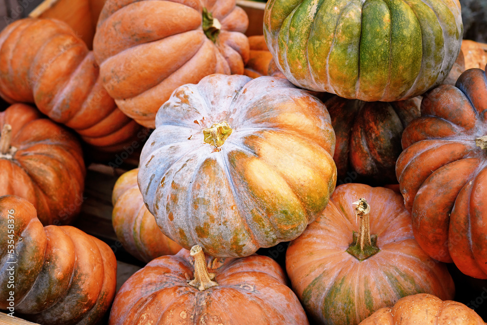 Pile of 'Musque de Provence' pumpkins in wooden box Pile of 'Musque de Provence' pumpkins in wooden box