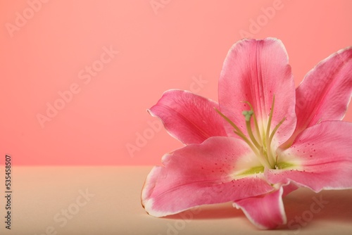 Fototapeta Naklejka Na Ścianę i Meble -  Beautiful pink lily flower on color background, closeup. Space for text