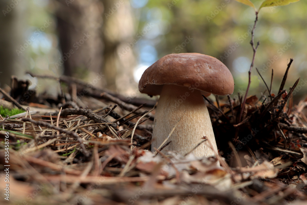 Fototapeta premium Beautiful porcini mushroom growing in forest on autumn day, space for text
