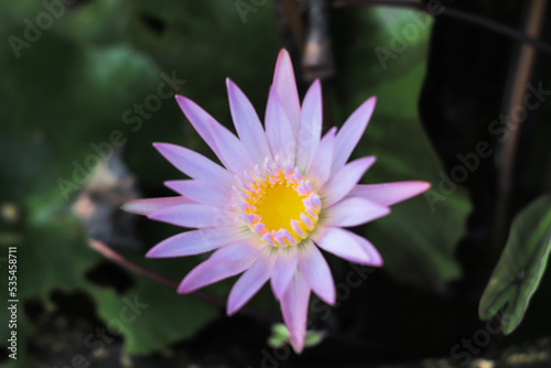 pink lotus flower