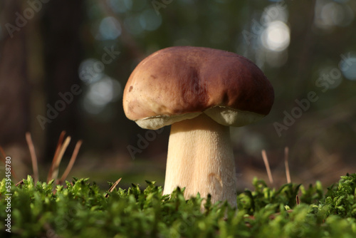 Beautiful porcini mushroom growing in forest on autumn day, closeup