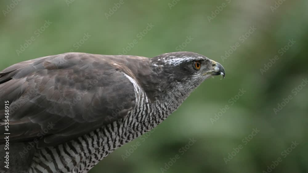 Profile shot of powerfull-built handsome Northern Goshawk; close up Profile shot of powerfull-built handsome Northern Goshawk; close up