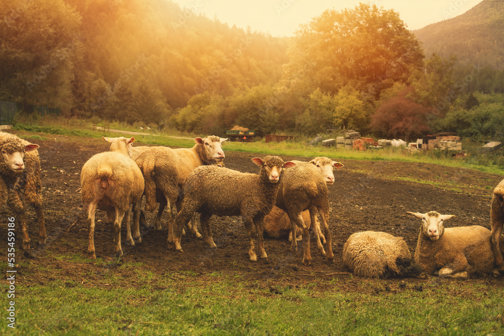 Fototapeta premium Flock of sheep grazing on the green meadow.High quality photo.