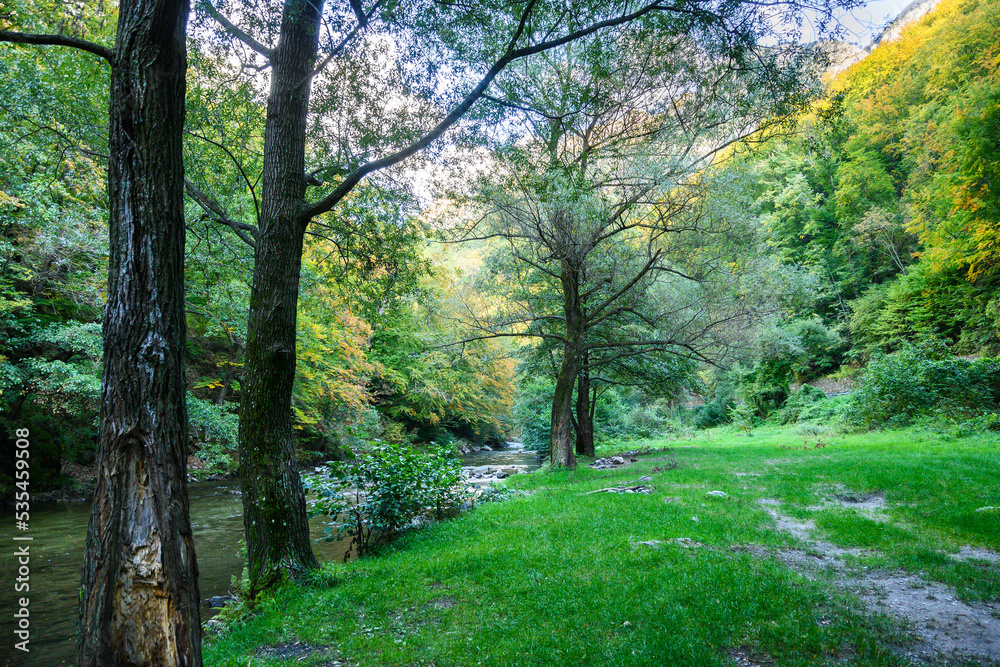 Beautiful mountain scenery. Trees and vegetation on the bank of a mountain river on an autumn day. Campsite.