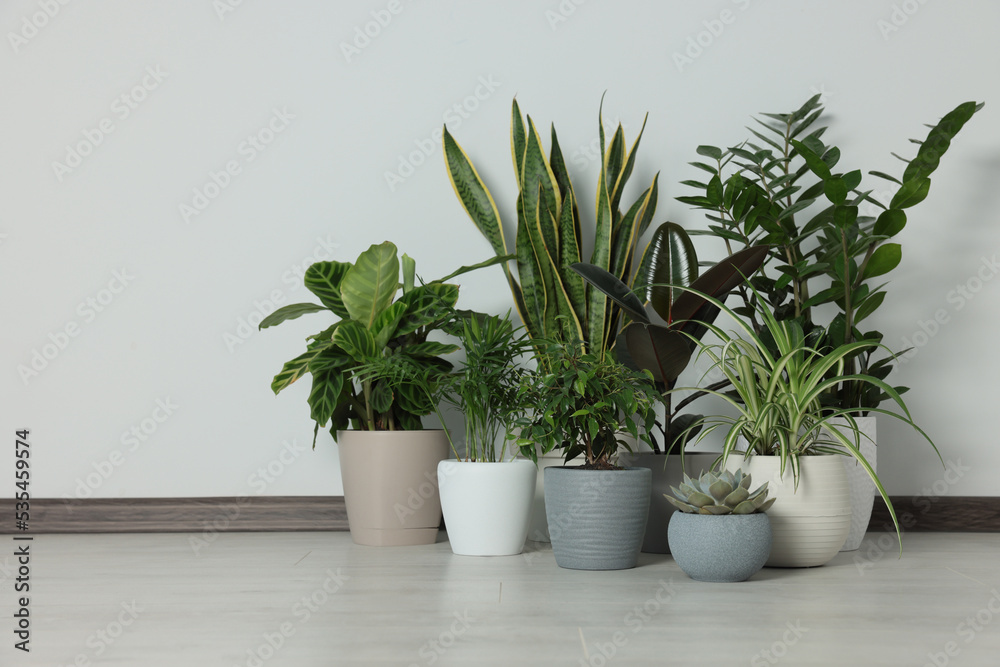 Collection of beautiful houseplants on floor near light wall. Space for text Collection of beautiful houseplants on floor near light wall. Space for text