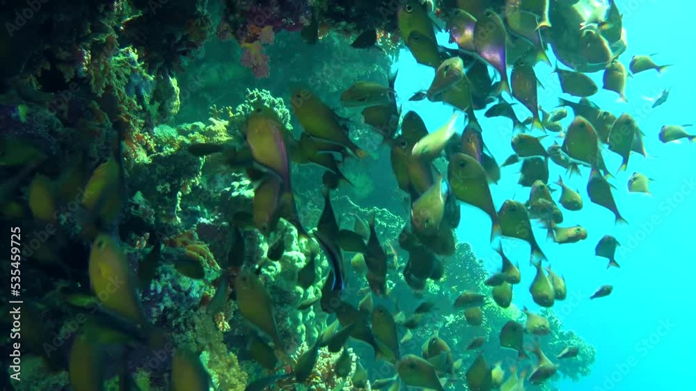 Large numbers of Dusky sweeper (Pempheris adusta) circulate slowly in the shade under a large coral reef ledge. Large numbers of Dusky sweeper (Pempheris adusta) circulate slowly in the shade under a large coral reef ledge.