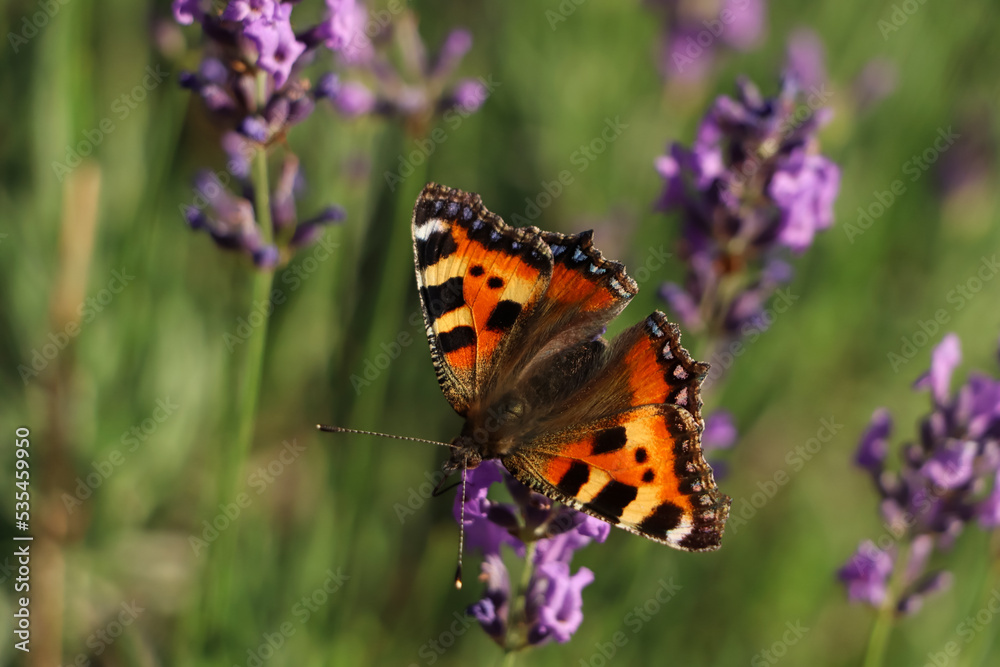Closeup view of beautiful lavender with butterfly in field on sunny day Closeup view of beautiful lavender with butterfly in field on sunny day