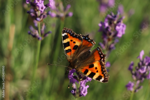 Closeup view of beautiful lavender with butterfly in field on sunny day © New Africa