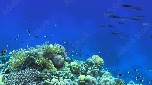 A flock of Suez Fusilier (Caesio suevica) swims slowly against the backdrop of a coral reef. photo