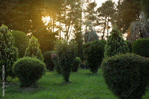 Beautifully trimmed trees and shrubs growing in park