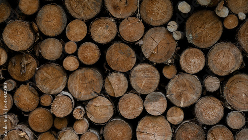 Stack of wooden stumps in cross section texture background - Wood woods forest pattern