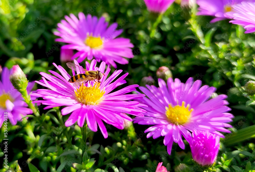 A bee collects nectar sitting on an alpine aster flower. A bee collects nectar sitting on an alpine aster flower.