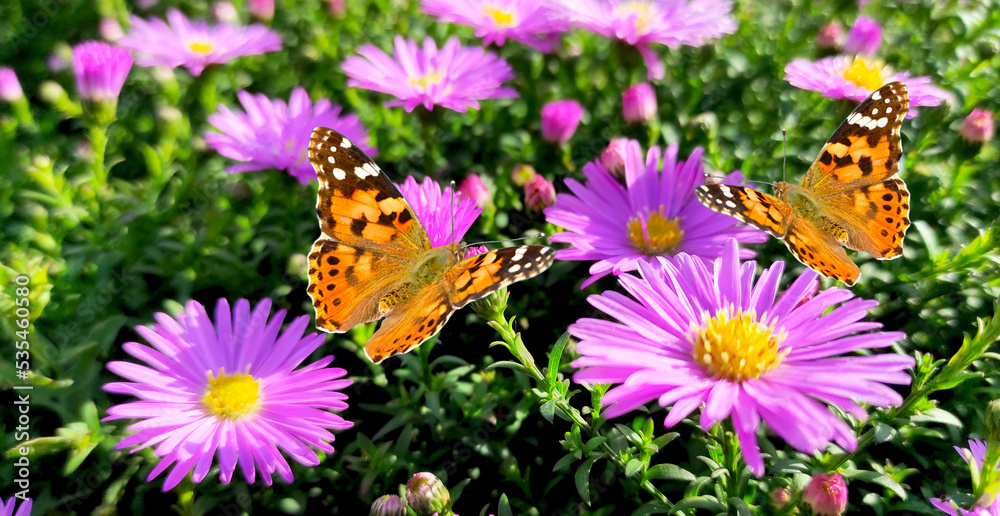 Two butterflies - Painted lady - Vanessa Cardui flies in a flowers Alpine Aster. Two butterflies - Painted lady - Vanessa Cardui flies in a flowers Alpine Aster.