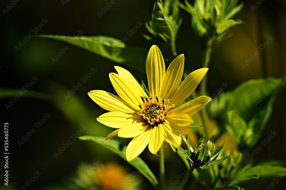 Fototapeta premium yellow flower in the garden