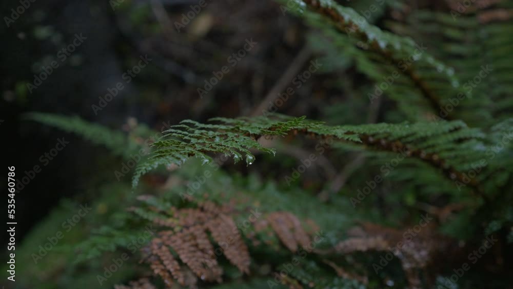 Rain falls on fern leaves, in New Zealand