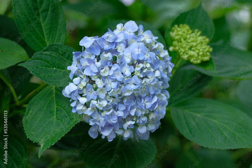 blue hydrangea in full blooming blue hydrangea in full blooming