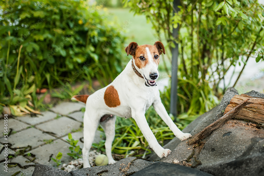 Smooth fox terrier sitting in a grass