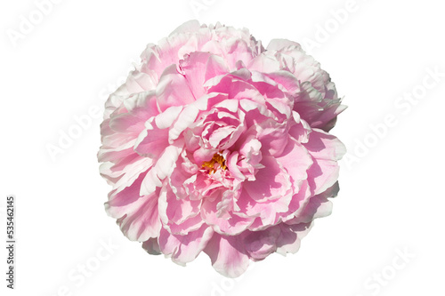 Foto Paeonia Lactiflora 'Sarah Bernhardt' an early spring summer pink double flower p