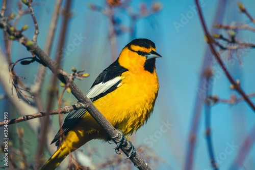 Φωτογραφία Closeup shot of a Bullock's oriole bird perched on a branch