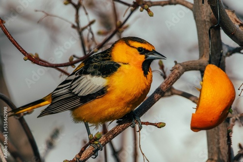 Photography Closeup shot of a Bullock's oriole bird perched on a branch