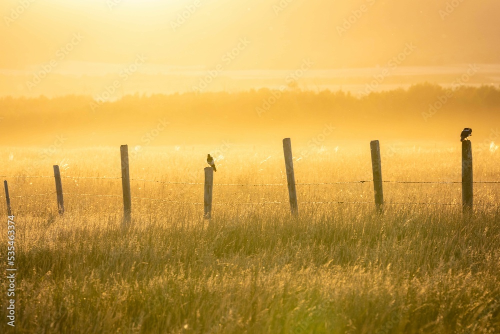 Beautiful shot of a field with wooden poles and birds at sunset - obrazy, fototapety, plakaty 
