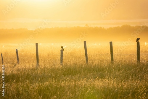 Beautiful shot of a field with wooden poles and birds at sunset