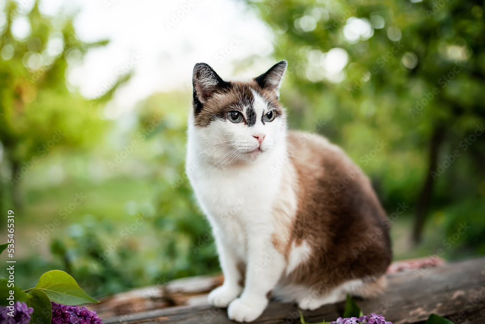 A domestic cat is laying on a old wooden table against a background of green plants. A domestic cat is laying on a old wooden table against a background of green plants.