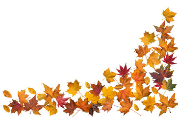 Autumn leaves border